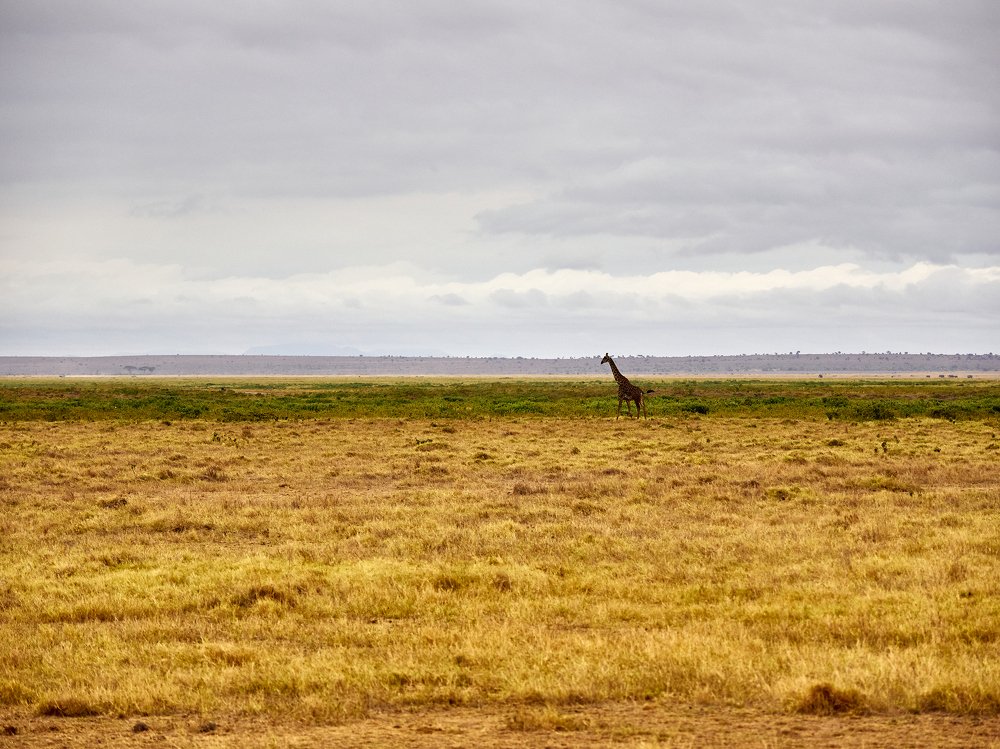 Из жизни жирафов