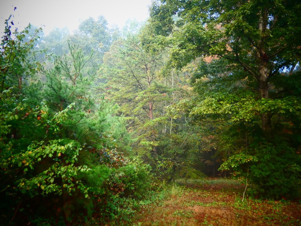 Утренняя свежесть.