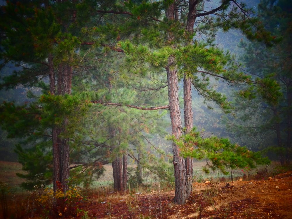 Раннее утро.