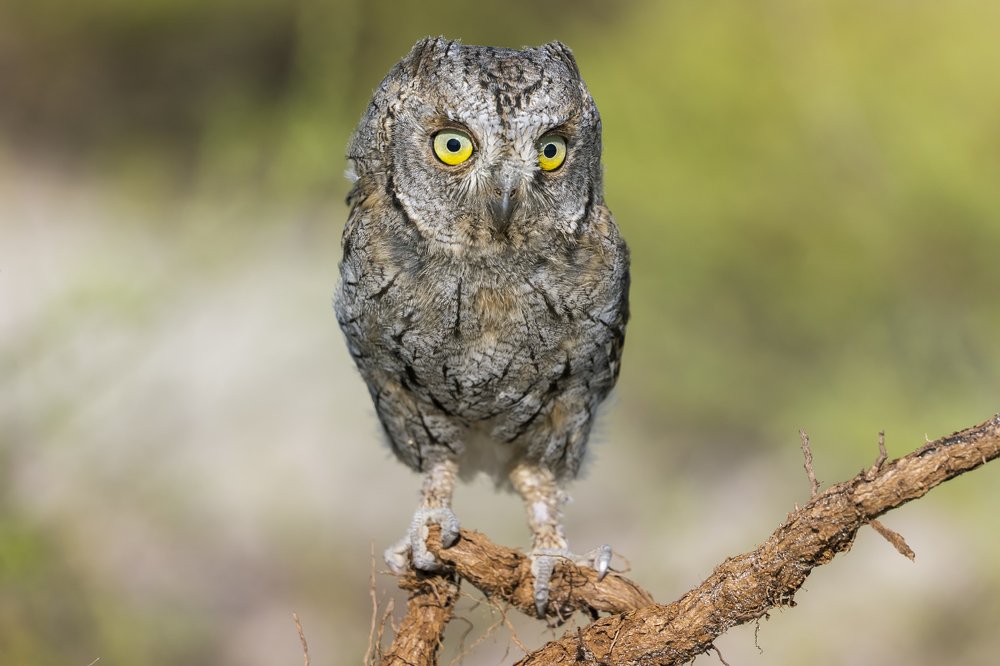 Недоумение