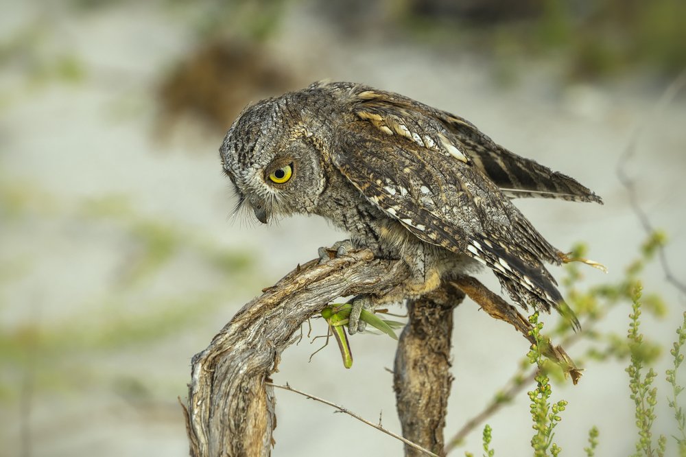 Удачная охота