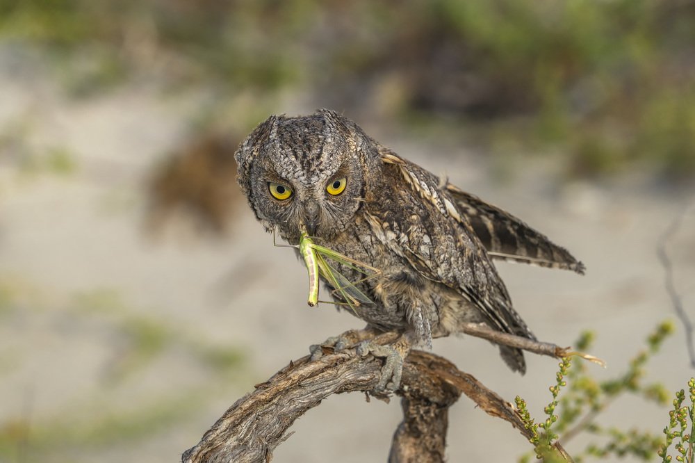 Зелененький он был...