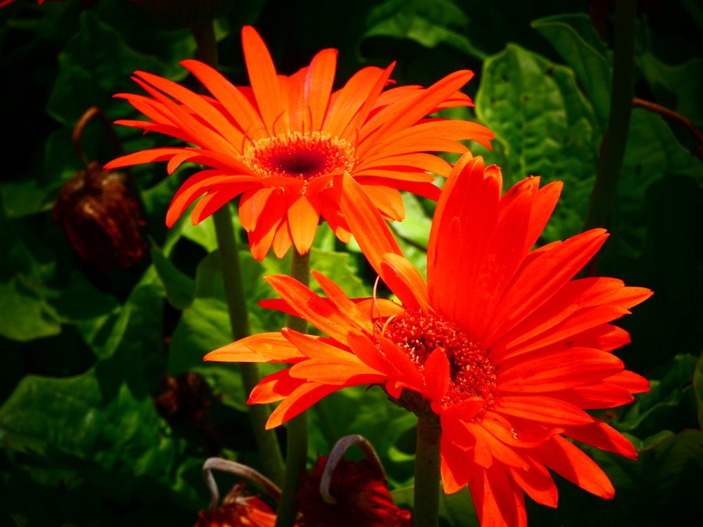 Красные герберы.