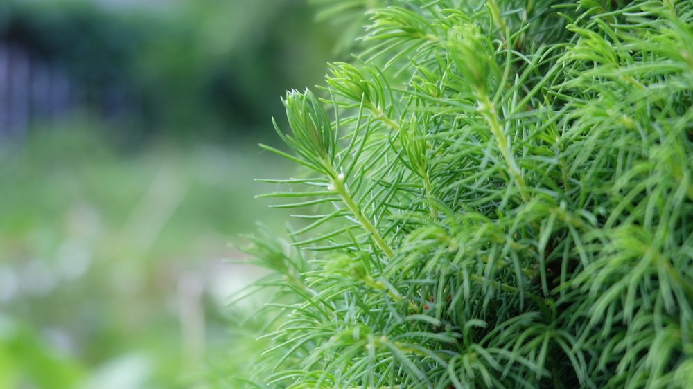 Photograph by Анна Панкратова