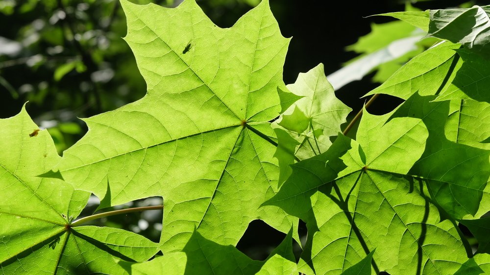 Photograph by Анна Панкратова