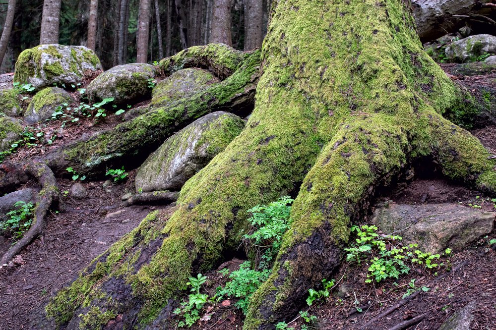 Лес Карачаево-Черкессии