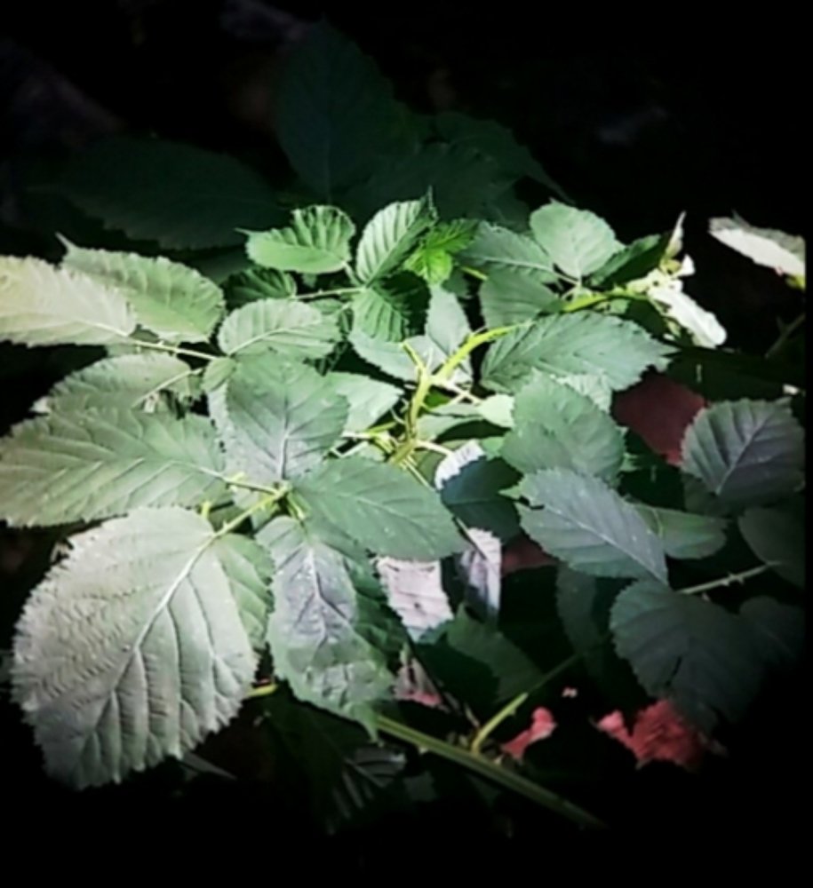 Photograph by Michelle Vaughn