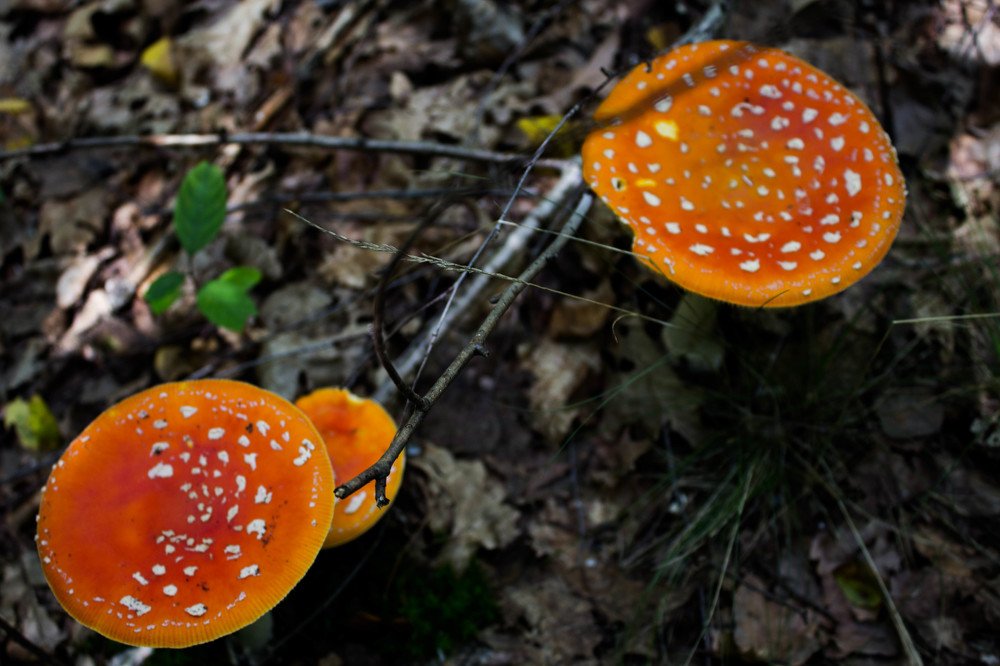 Photograph by Юлия Дейкун