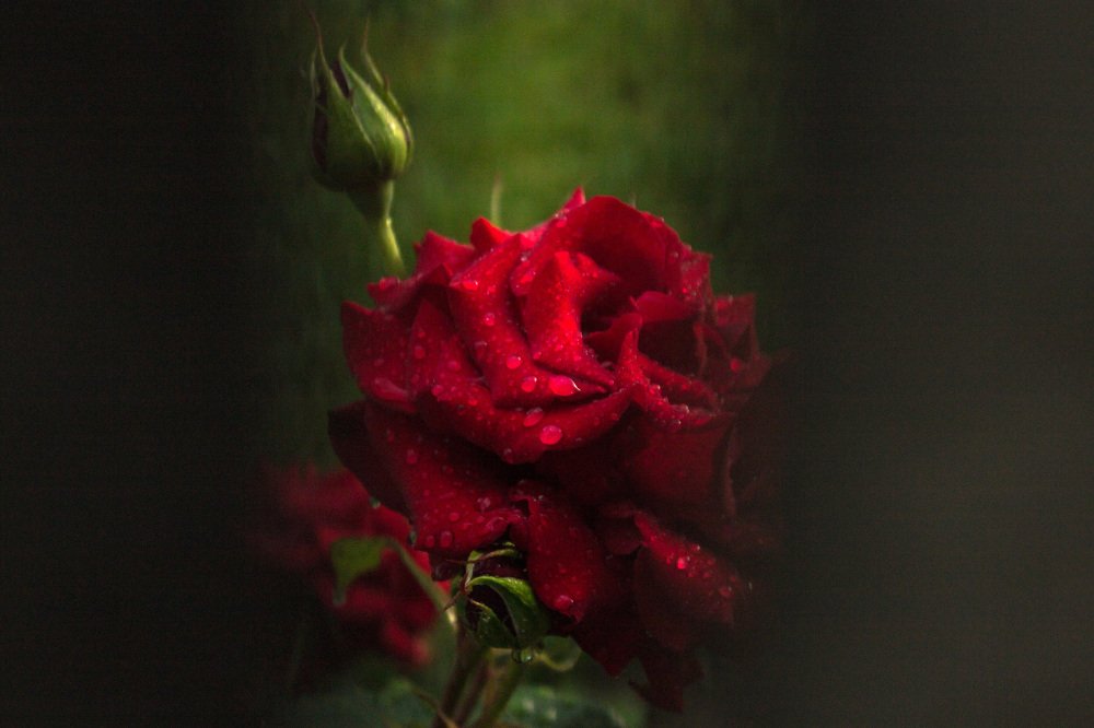 Photograph by Юлия Дейкун