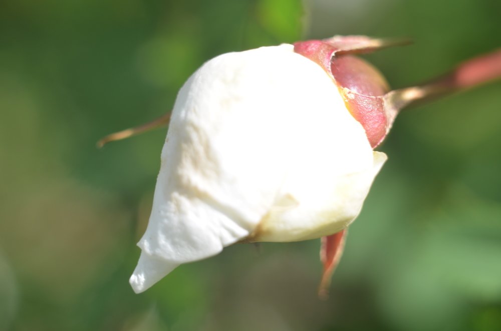 Photograph by Valentina