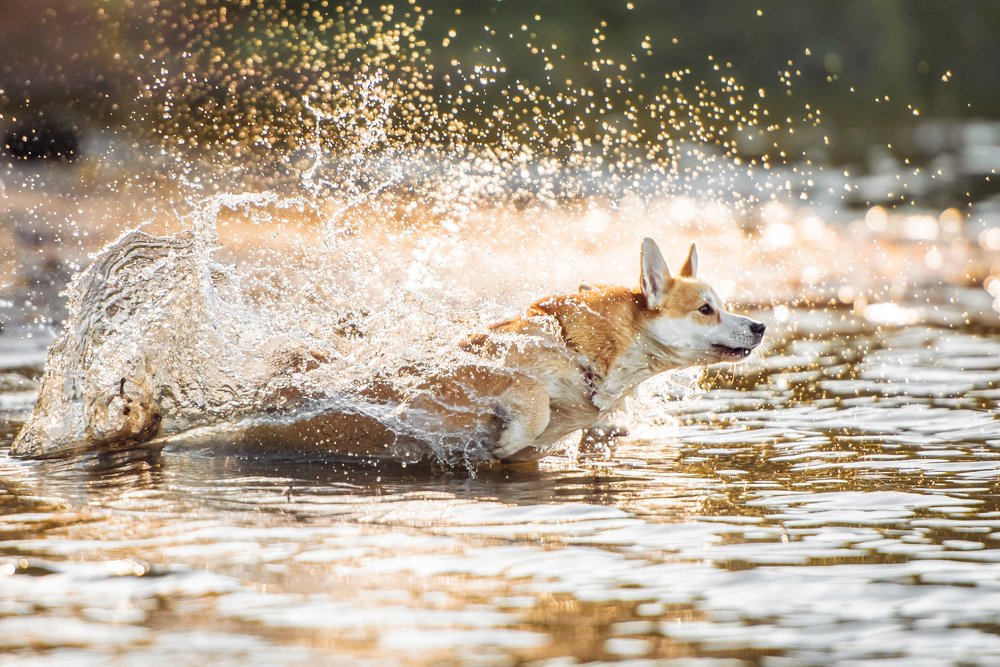 рожденная стихией