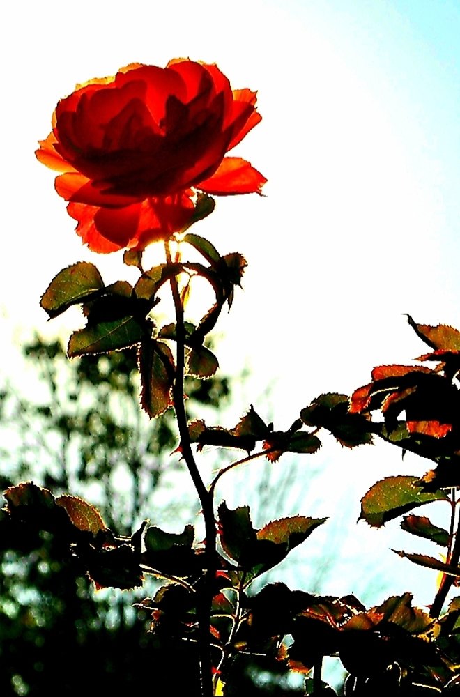 Photograph by Michelle Vaughn