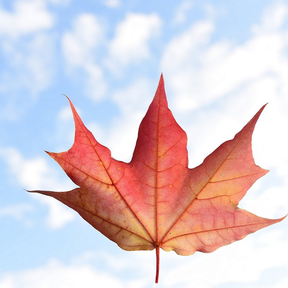 Photograph by Nikolai Savin