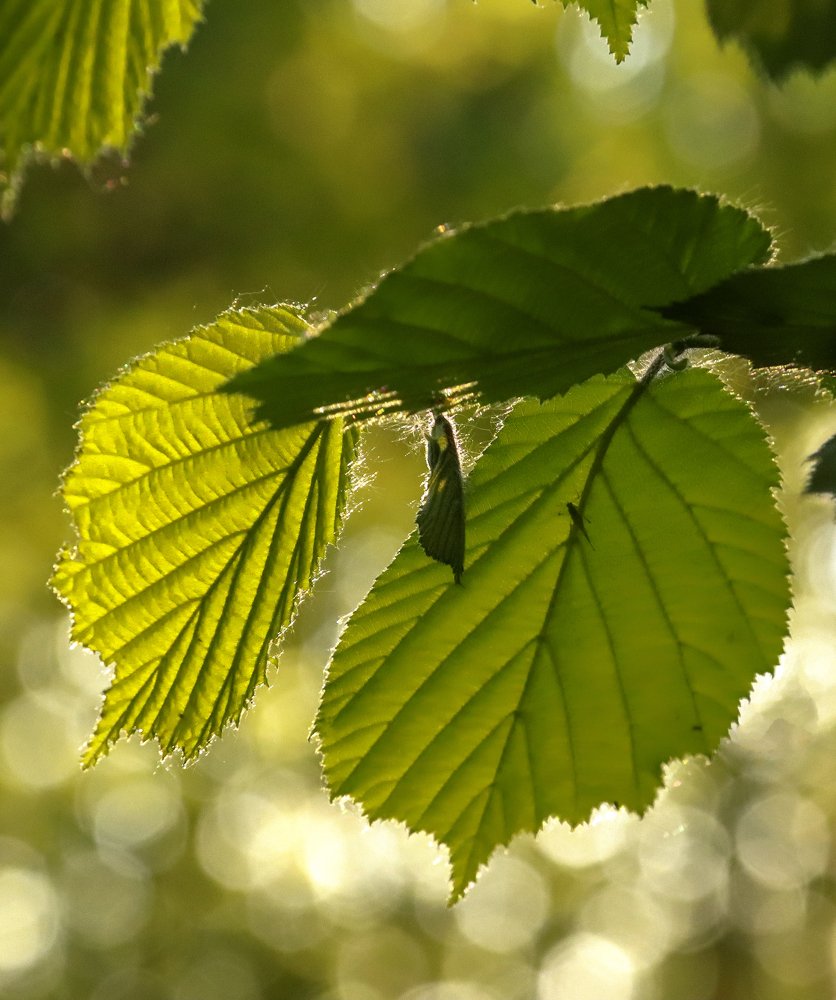 Photograph by Лариса Рулёва