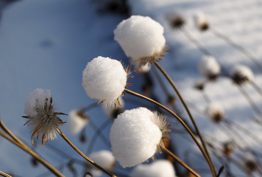 Фотография автора Olena Vorotyntseva