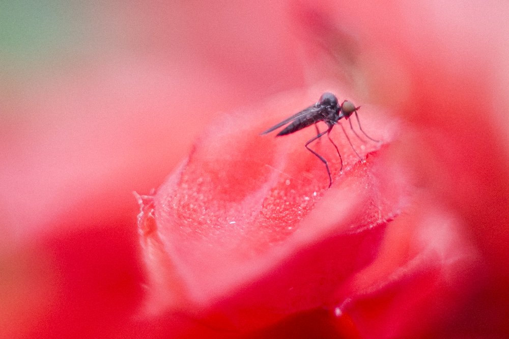 Фотография автора Степан Филев