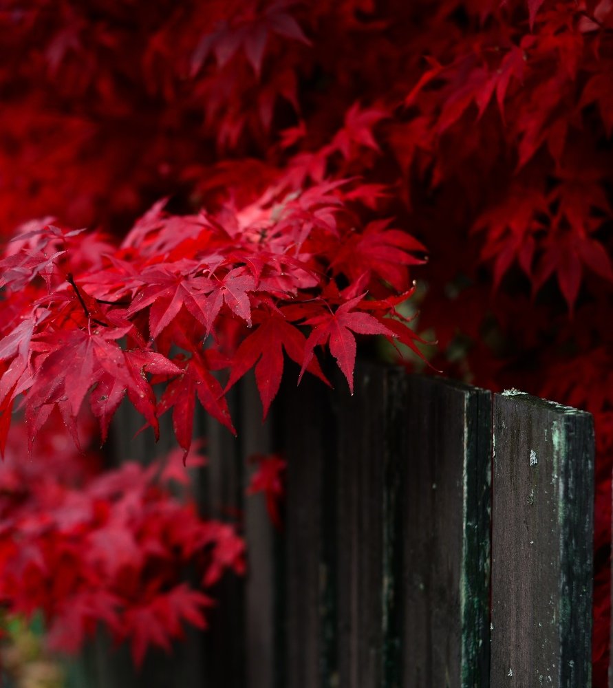 Фотография автора Anna NovaLova