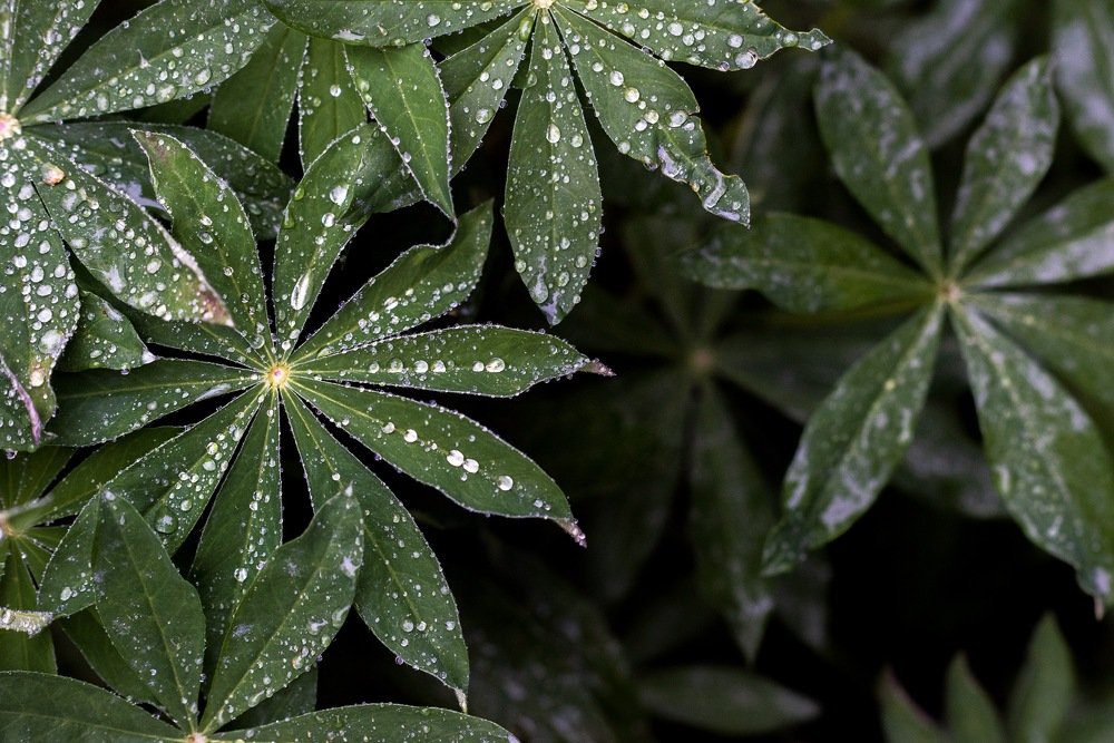 Россыпь капель