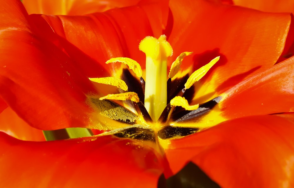 Photograph by Olga Mendosa