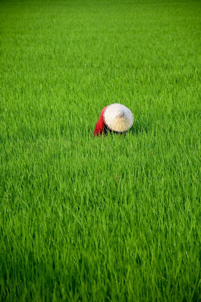 Rice fields & people