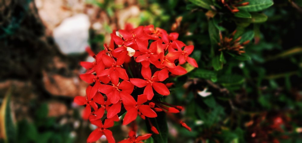 Random flower