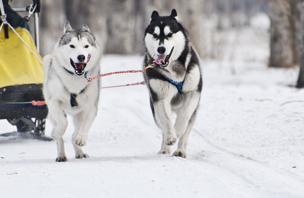 В одной связке.