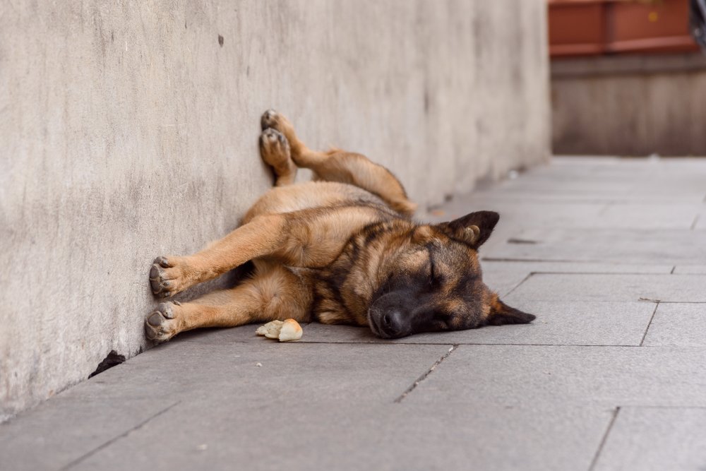 Фотография автора Сергей Миронов