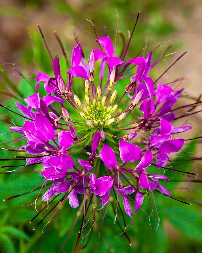 Прекрасная Клеома..