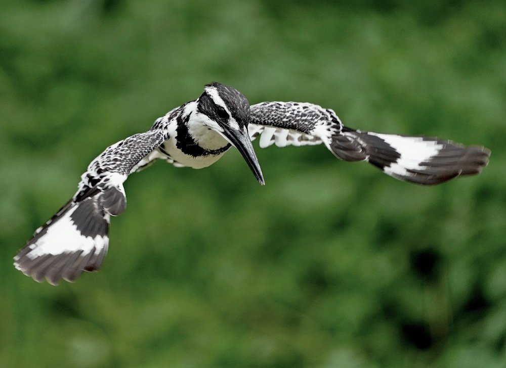 Pied Kingfisher