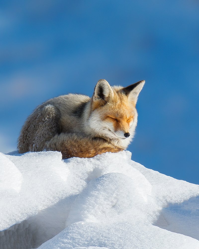 Photograph by sajjad saadat