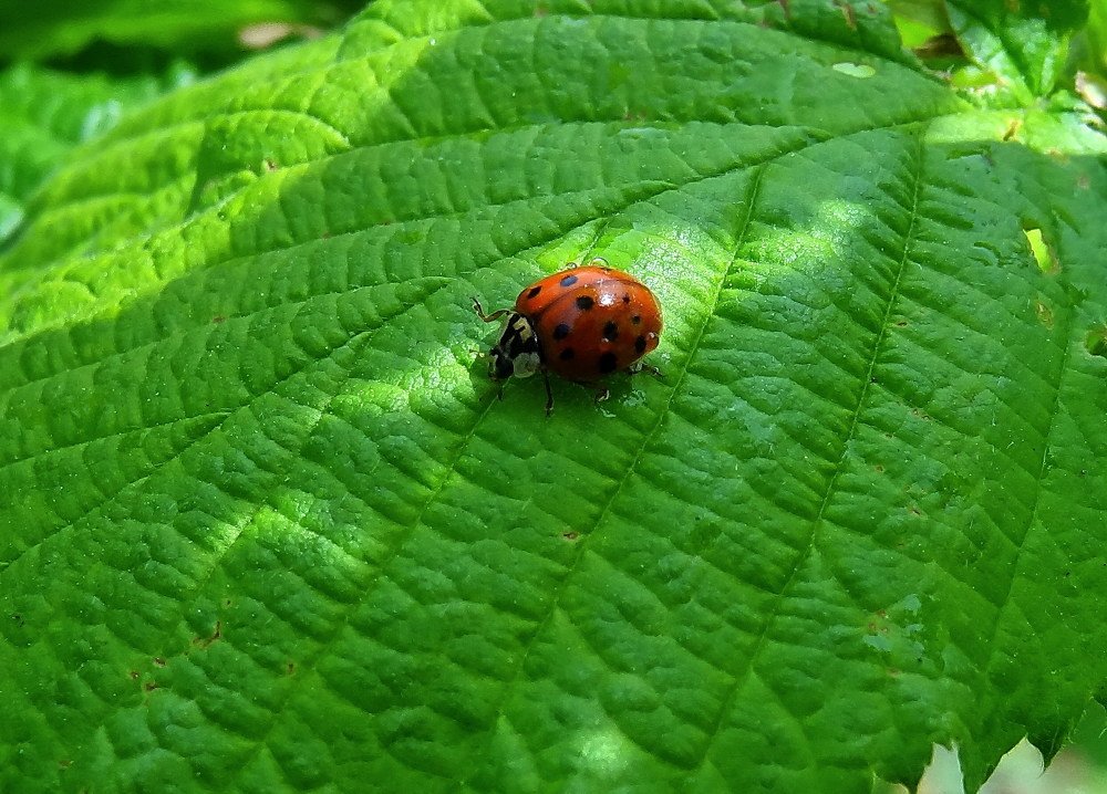 Зелёный луг