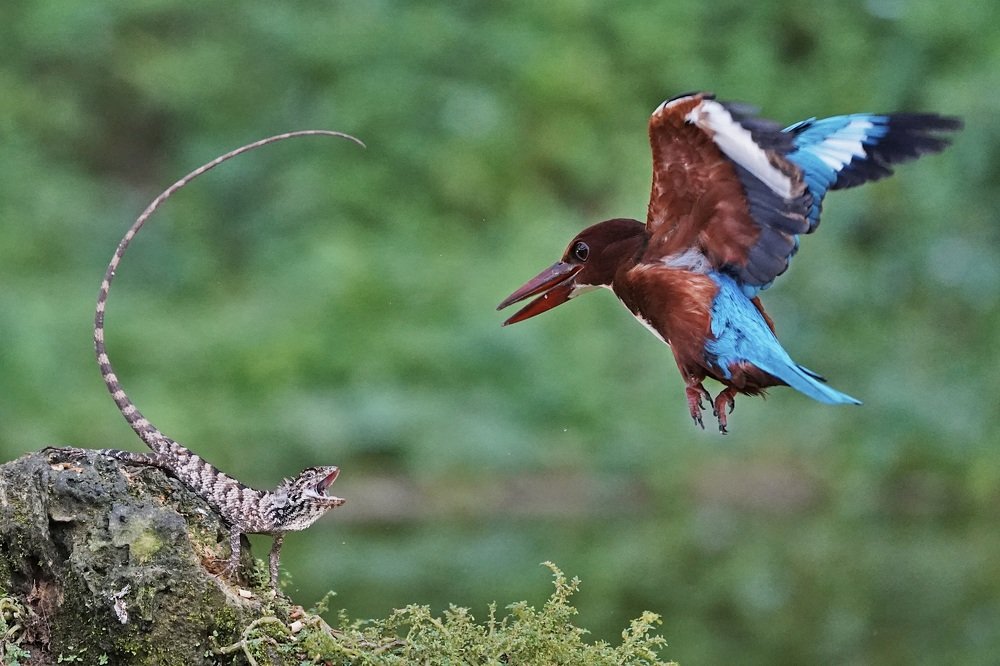 Legend of the Dragon and White-Breasted Kingfisher