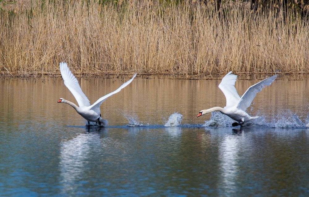Фотография автора Александр Шохин