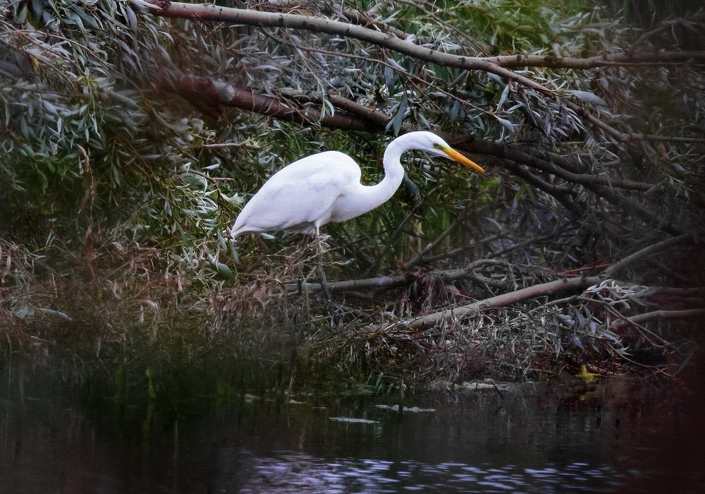 У тихого омута