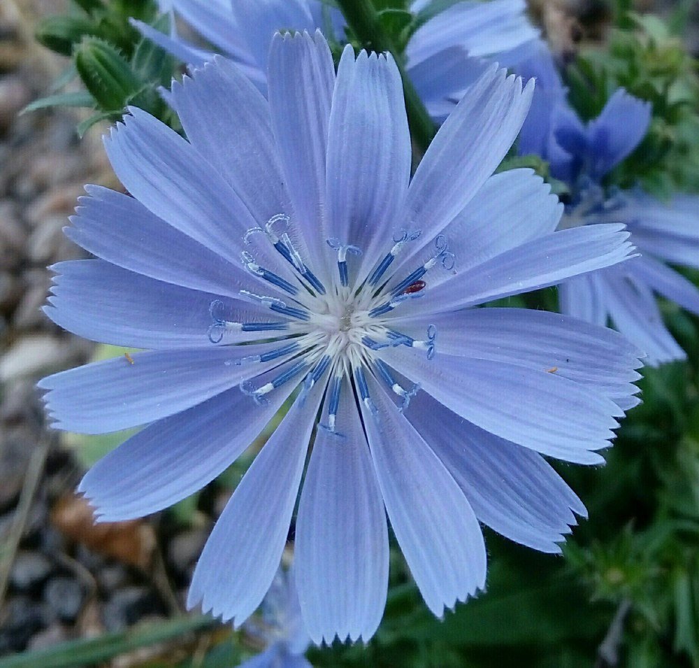 Голубой цвет