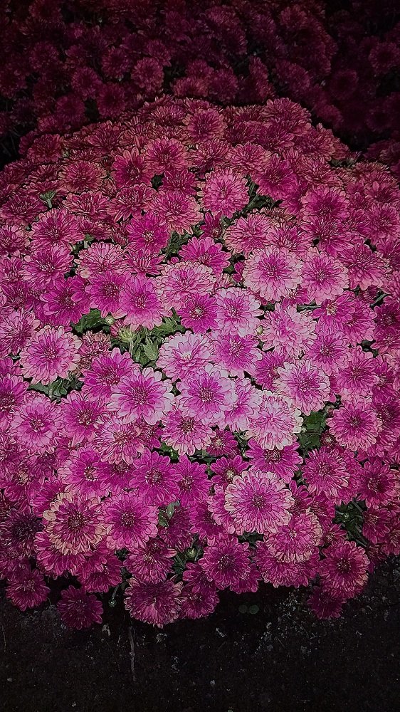Photo #3664766