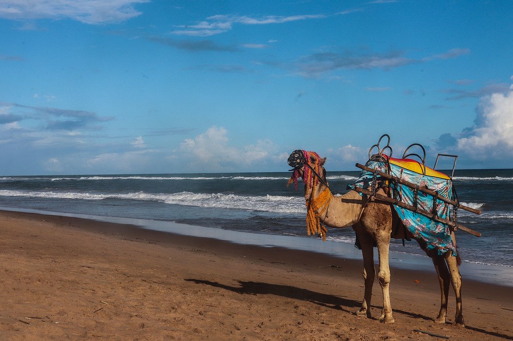 Camel on sea