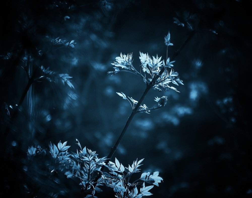 Photograph by Fatemeh Alipour