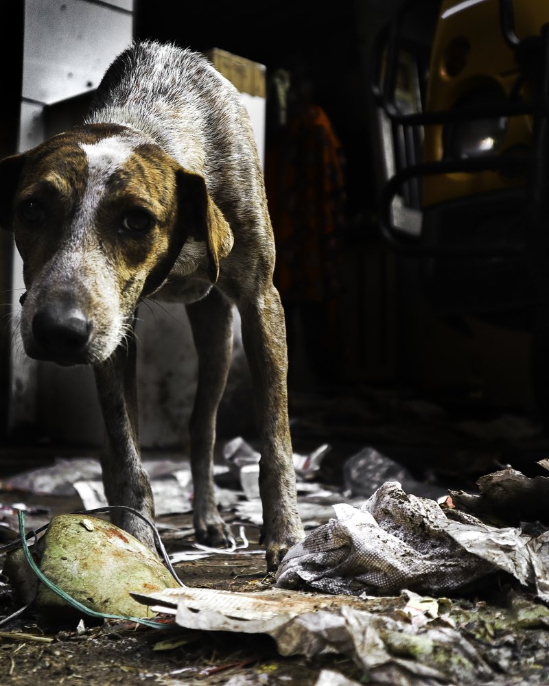 Photograph by C R ABHIMANYU ABHIMANYU