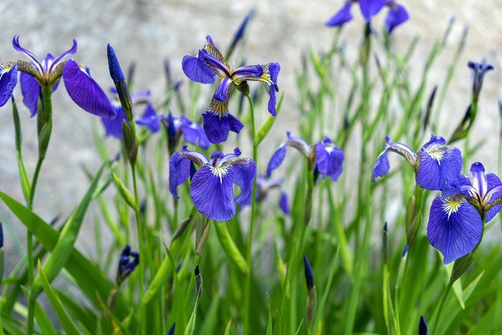 Photograph by Ирина Юркова