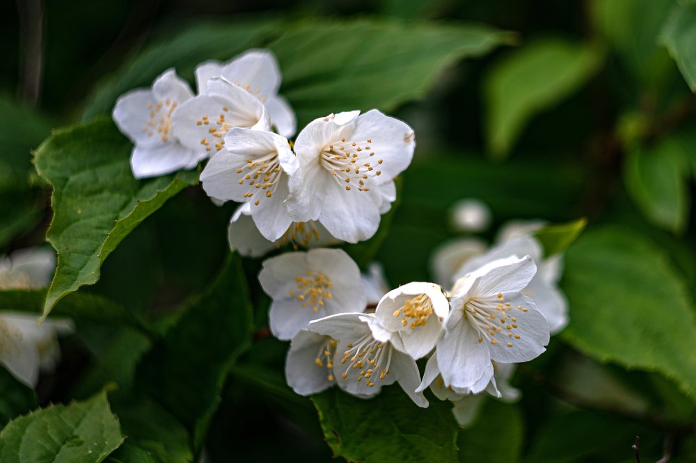 Photograph by Ирина Юркова