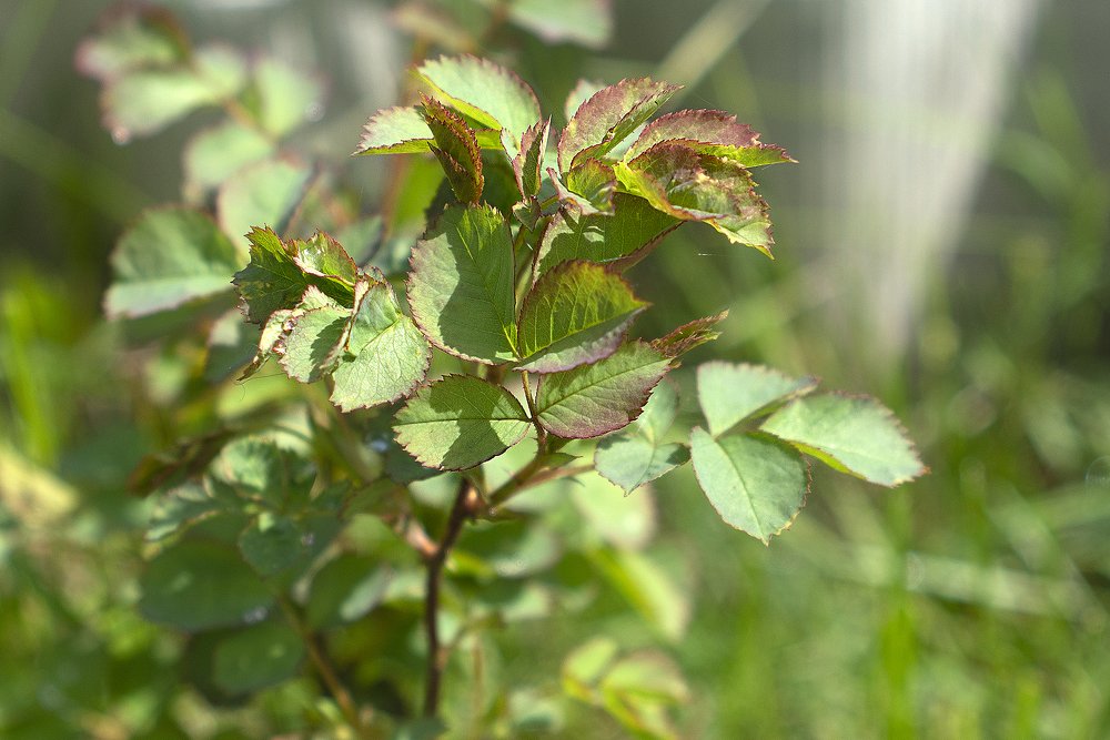 Photograph by Ирина Юркова