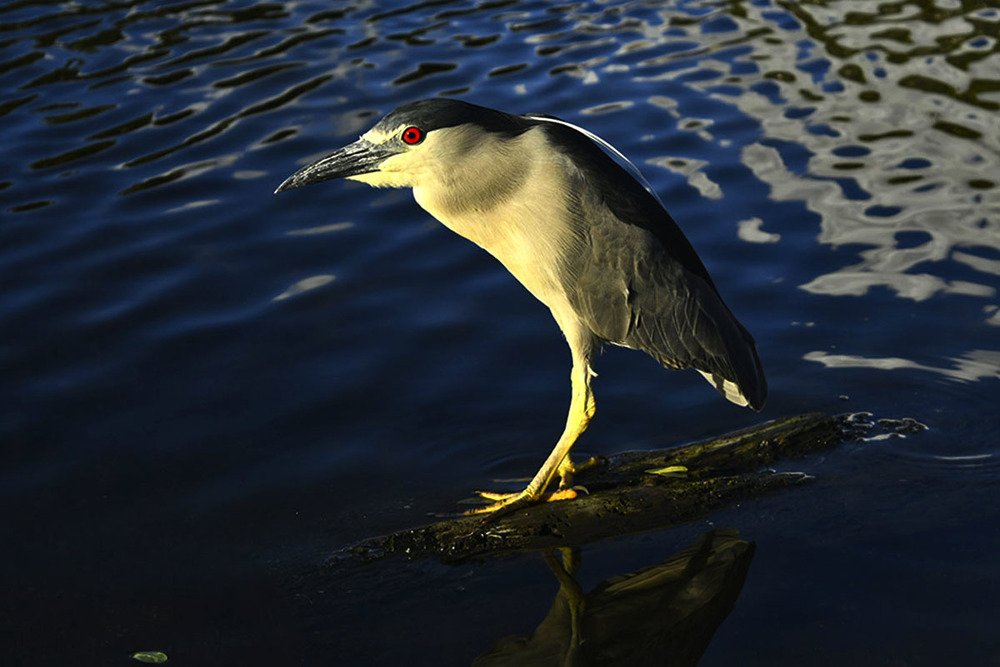 Photograph by Kelly Vivian