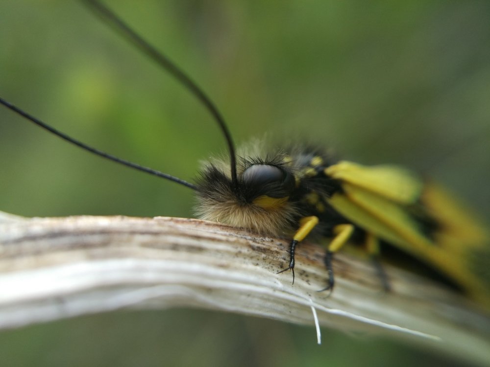 Бабочка Аскалаф