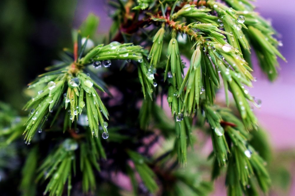 После дождя