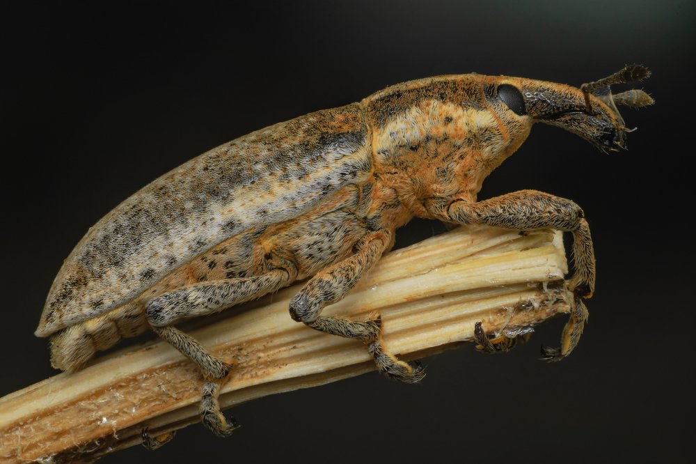 В замшевом фраке