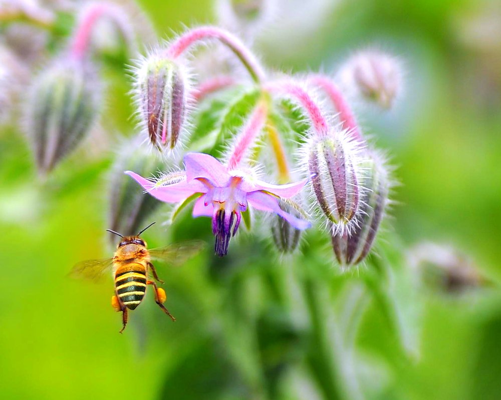 Honey....I am Coming