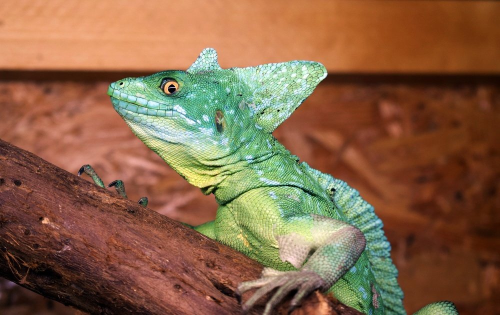 Шлемоносный василиск