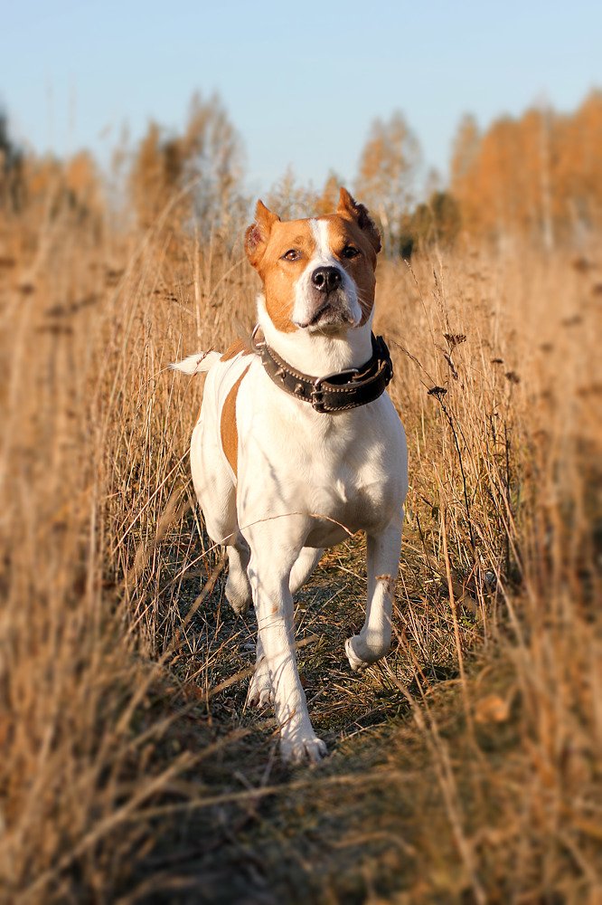 Photograph by Надежда Тарасенко