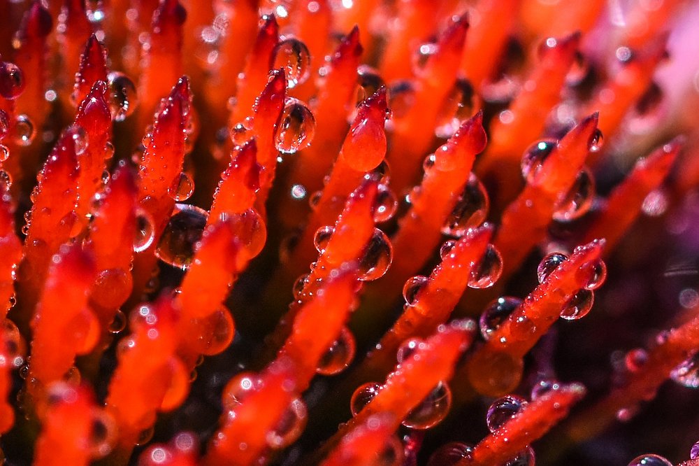 Photograph by Сергей Духанин